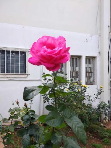 שתילת פרחים וצמחיה